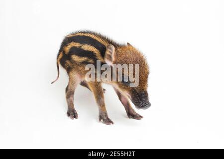 Das gebänderte Schwein (Sus scrofa vittatus) Auch bekannt als indonesische Wildschweine Stockfoto