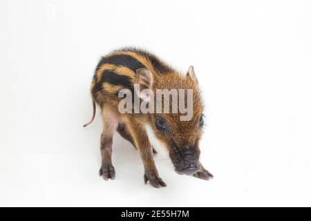 Das gebänderte Schwein (Sus scrofa vittatus) Auch bekannt als indonesische Wildschweine Stockfoto