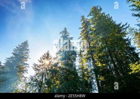 Sonnenlicht durch Bäume und Morgennebel. Schöner Wald Natur Hintergrund. Wunderbares sonniges Wetter in der Sommersaison. Blauer Himmel über Baumkronen Stockfoto