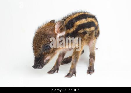 Das gebänderte Schwein (Sus scrofa vittatus) Auch bekannt als indonesische Wildschweine Stockfoto