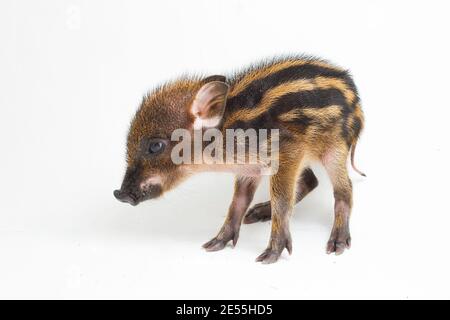 Das gebänderte Schwein (Sus scrofa vittatus) Auch bekannt als indonesische Wildschweine Stockfoto