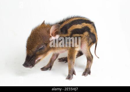 Das gebänderte Schwein (Sus scrofa vittatus) Auch bekannt als indonesische Wildschweine Stockfoto