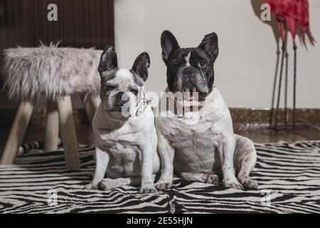 Ein paar süße französische Bulldoggen sitzen in einem Zimmer Blick auf die Kamera Stockfoto