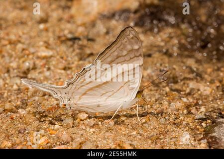 Weißbänderiger Dolchflügel-Schmetterling, Marpesia-Krethon, Nymphalidae. Ventrale Ansicht. Stockfoto