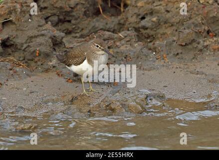 Gewöhnlicher Sandpiper (Actitis hypoleucos) Erwachsener am Ufer von St. Lucia, Südafrika November Stockfoto