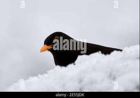 Amsel (Turdus merula) versteckt sich im Winter hinter einem Schneehaufen im kalten Lebensraum. Stockfoto