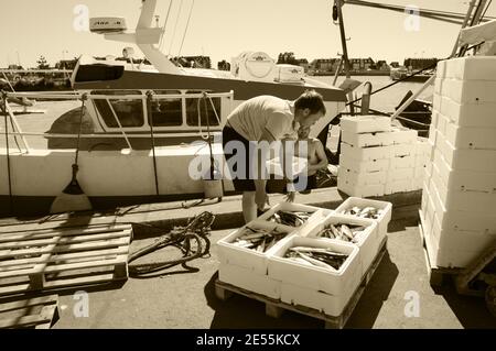 Frischer Fang wird ausgeladen und auf dem nahe gelegenen Street Fish Market am Pier am Hafen verkauft. Trouville-sur-Mer, Frankreich. Sepia historisches Foto Stockfoto