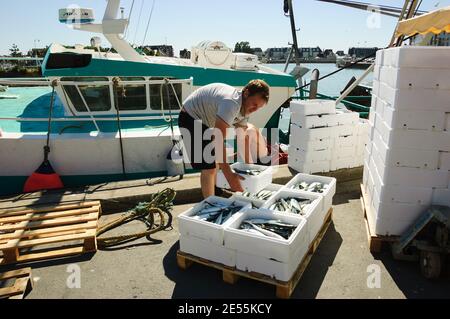 Frischer Fang wird ausgeladen und auf dem nahe gelegenen Street Fish Market am Pier am Hafen verkauft. Trouville-sur-Mer, Frankreich Stockfoto