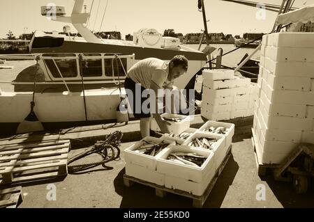 Frischer Fang wird ausgeladen und auf dem nahe gelegenen Street Fish Market am Pier am Hafen verkauft. Trouville-sur-Mer, Frankreich. Sepia historisches Foto Stockfoto