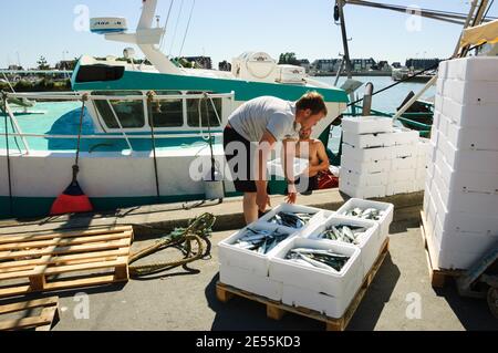 Frischer Fang wird ausgeladen und auf dem nahe gelegenen Street Fish Market am Pier am Hafen verkauft. Trouville-sur-Mer, Frankreich Stockfoto