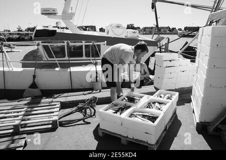 Frischer Fang wird ausgeladen und auf dem nahe gelegenen Street Fish Market am Pier am Hafen verkauft. Trouville-sur-Mer, Frankreich. Schwarz weiß historisches Foto Stockfoto