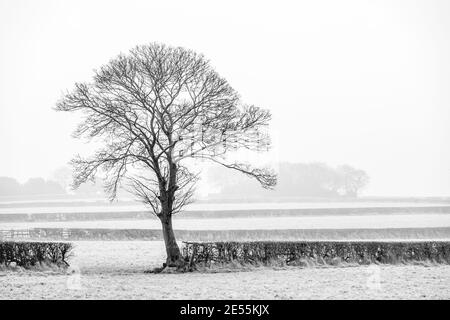 Blick über Ackerland im Januar Nebel. Stockfoto