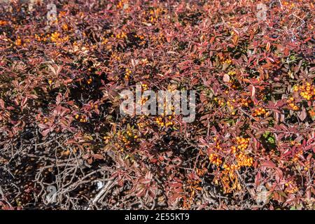 Strauch, Pyramicantha coccinea zeigt Winter Bronze Blätter und gelb-orange Beeren. Kansas, USA. Stockfoto