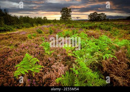 Heather blühen auf Dunwich Heath. Stockfoto