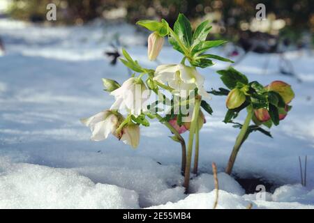Weiße Hellebores 'Lenten Rose' blüht durch einen schneebedeckten Boden Stockfoto