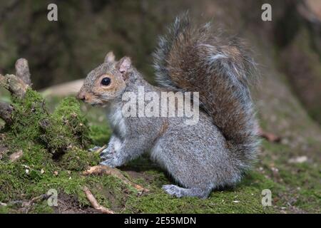 Wild Grey Squirrel (Sciurus carolinensis) sitzt auf moosbedecktem Boden. Hemsted Forest in der Nähe von Cranbrooke Kent. 12.03.2011. Stockfoto