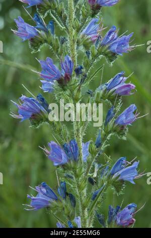 Vipers Bugloss (Echium vulgare) in Garden Kent. 11.06.2011. Stockfoto