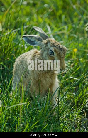 Wilder Brauner Hase (Lepus europaeus) im Gras auf dem Feld sitzend. Elmley National Nature Reserve Kent. 13.06.2011. Stockfoto