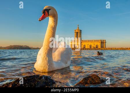 Ein Schwan vor Normanton Chuch am Rutland Water. Stockfoto