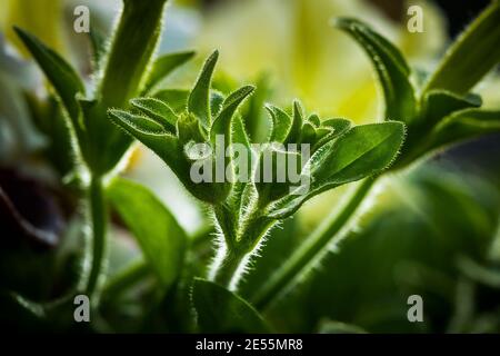 Trichome auf Petunia Surfinia. Stockfoto