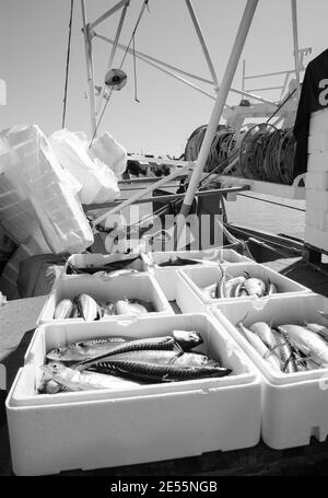 Frischer Fang von Makrelenfischen im Styroporbehälter auf dem Fischerboot. Trouville-sur-Mer (Normandie, Frankreich). Gealtertes Foto. Schwarz und Weiß. Stockfoto