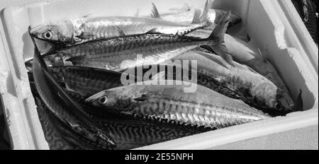 Frischer Fang von Makrelenfischen im Styroporbehälter. Nahaufnahme. Schwarzweißfoto. Stockfoto