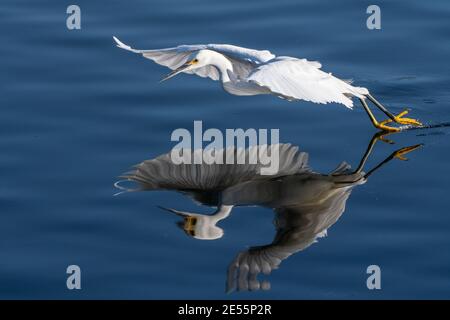 Anmutig und schön Snowy Weißer Reiher Vogel und seine Reflexion im Teich, hat Flügel beim Aufsteigen ausgebreitet. Stockfoto