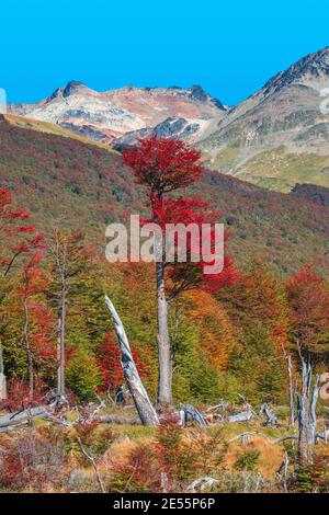 Magisch buntes Tal mit austral Wäldern, Torfmooren, toten Bäumen, Gletscherbächen und hohen Bergen im Tierra del Fuego Nationalpark, Patagonien, EIN Stockfoto