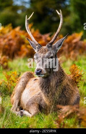 Ein Porträt eines Hirsches im Richmond Park in London. Stockfoto