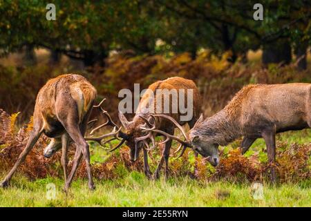 Drei Hirsche kämpfen während der Paarungszeit in Richmond. Stockfoto