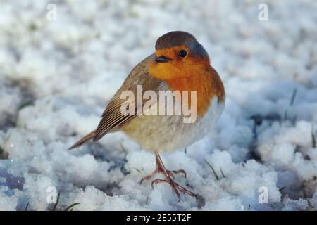 Der Europäische Rotkehlchen (Erithacus rubecula) Flauschig, um sich im Schnee warm zu halten Stockfoto