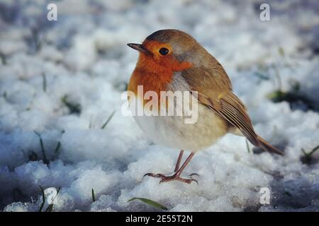 Der Europäische Rotkehlchen (Erithacus rubecula) Flauschig, um sich im Schnee warm zu halten Stockfoto