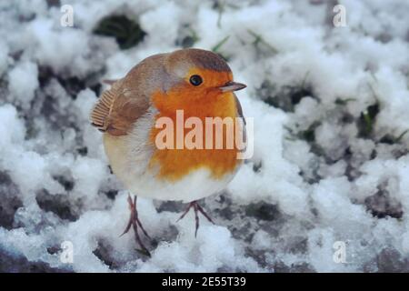 Der Europäische Rotkehlchen (Erithacus rubecula) Flauschig, um sich im Schnee warm zu halten Stockfoto