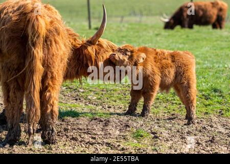 Ein schöner Moment zwischen einem Kalb und seiner Mutter. Stockfoto