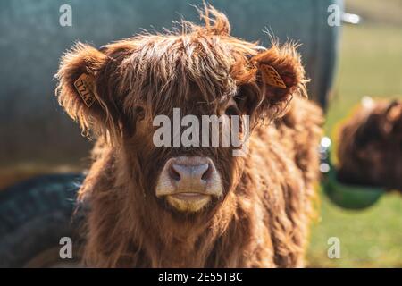 Porträt eines Kalbes. Stockfoto