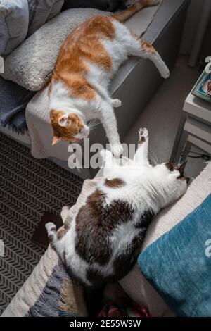 Vertikale Komposition. Schöne Szene von zwei Hauskatzen interagieren auf dem Sofa Stockfoto