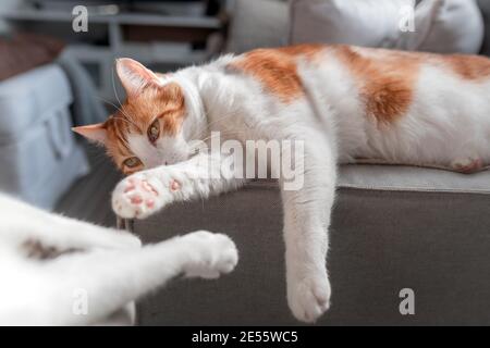 Braune und weiße Katze mit gelben Augen, die bequem auf dem Sofa liegt. Nahaufnahme Stockfoto