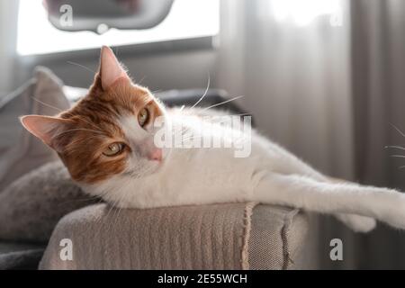 Braune und weiße Katze mit gelben Augen, die bequem auf dem Sofa liegt. Nahaufnahme Stockfoto