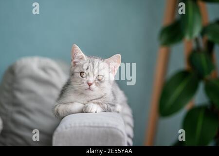 Graue tabby Katze liegt auf der Rückseite des Sofas In einem gemütlichen Zuhause Stockfoto