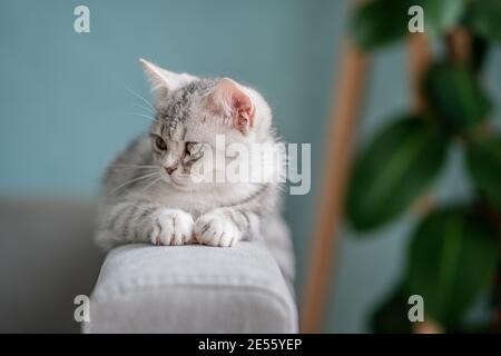 Graue tabby Katze liegt auf der Rückseite des Sofas In einem gemütlichen Zuhause Stockfoto