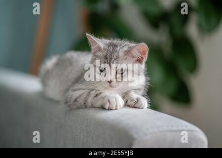 Graue tabby Katze liegt auf der Rückseite des Sofas In einem gemütlichen Zuhause Stockfoto