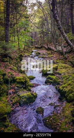 Blick auf den Fluss am Dickson Falls Trail in der Nähe von Alma im Fundy National Park, New Brunswick, Kanada Stockfoto