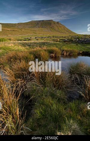 Ingleborough vom Southerscales National Nature Reserve. Stockfoto