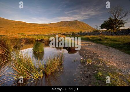 Ingleborough vom Southerscales National Nature Reserve. Stockfoto