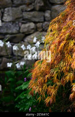 Acer palmatum var dissectum, Herbstblätter, Herbstlaub, drehen, drehen, ändern, Farbe, Farbe, Herbst, Herbst, Baum, Bäume, goldorange Blätter, Blatt, Ja Stockfoto