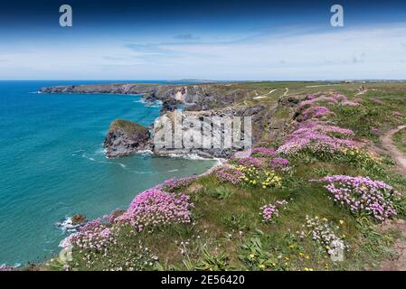 Meeresgediet Armeria maritima wächst auf den wilden, schroffen Klippen bei Bedruthan Steps in Carnewas in Cornwall. Stockfoto