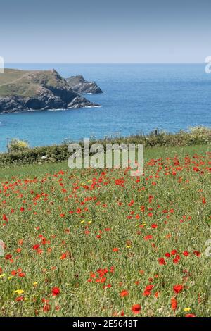 Der spektakuläre Anblick der Papaver-Rhoeas, die auf einem Feld mit Blick auf Polly Porth wachsen, scherzt im Rahmen des Ackers Fields Project auf dem Pentire Point West in Newquay in Cornwall. Stockfoto