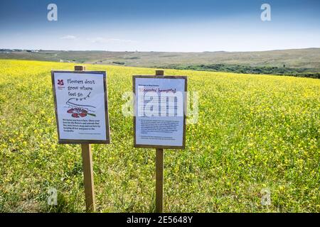 Informationstafeln am Rande eines Feldes voller Charlock Mustard Sinapis arvensis, das als Teil des Ackerkackprojekts auf Ganze Point West in Newquay in Cornwall wächst. Stockfoto