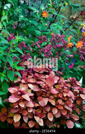 Coleus Lagerfeuer, Solenostemon scutellarioides Lagerfeuer, Salvia Liebe und Wünsche, Dahlia Orange, Orange Rost Laub, Blätter, Blumen, Rost, Farbe, gemischte Pflanze Stockfoto