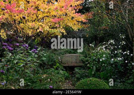 Cercidiphyllum japonicum Heronswood Globe, katsura Heronswood Globe, goldgelbe Blätter, goldgelbe Orange Laub, Herbst, Herbst, Farben, Kolos Stockfoto